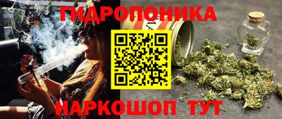стаф Кингисепп