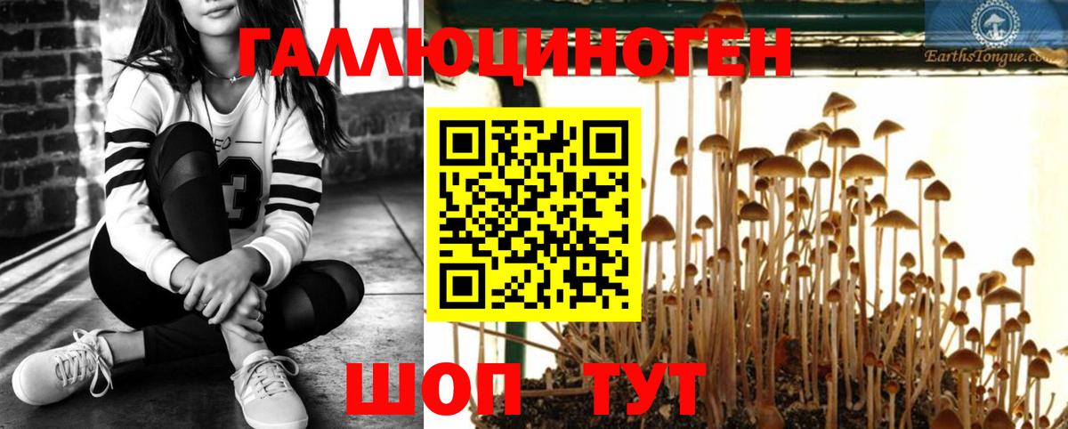 Галлюциногенные грибы Psilocybe  Вход с VPN  где продают наркотики  Кудрово  Галлюциногенные грибы мицелий 